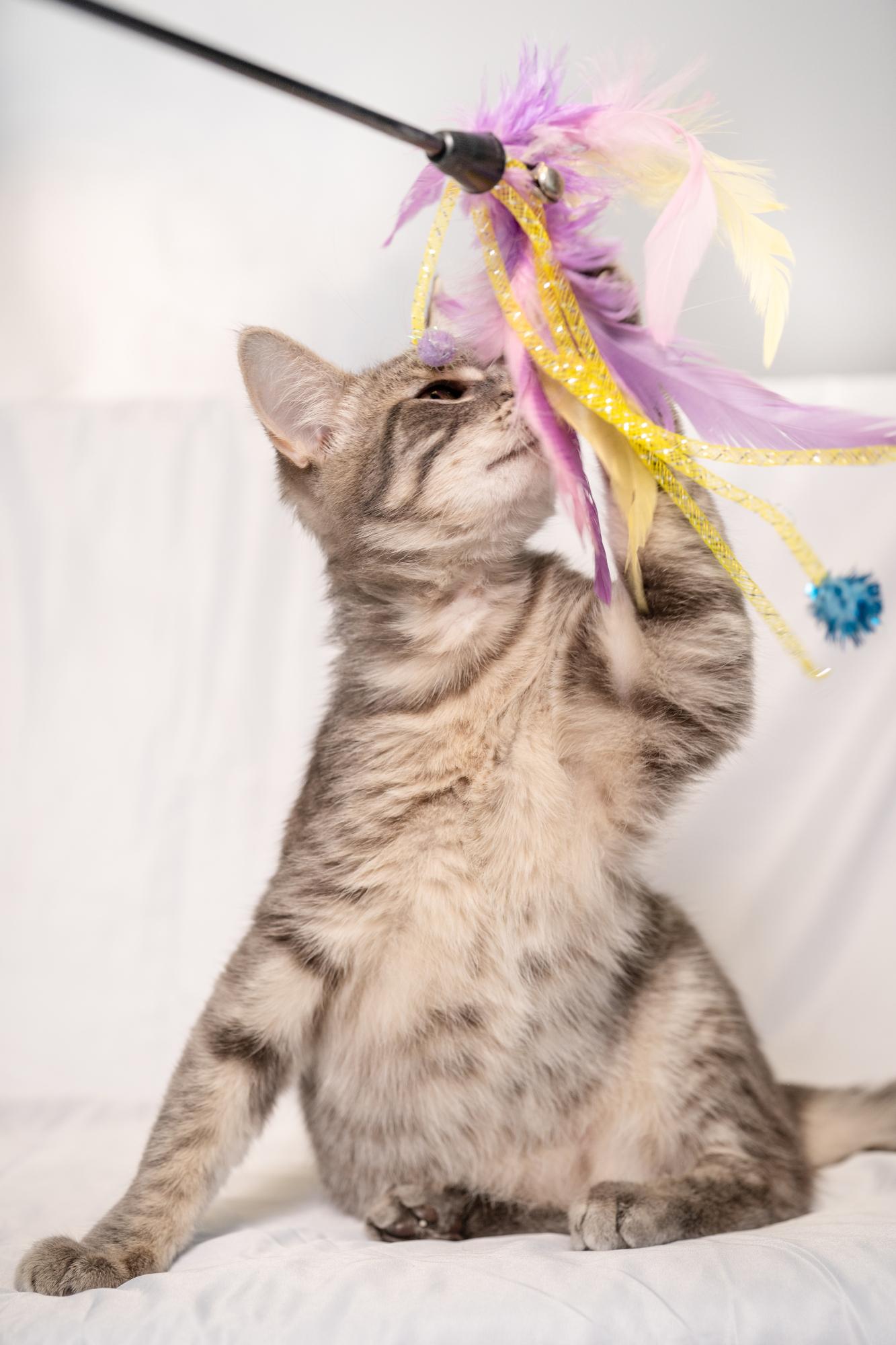 Enlarge Micah, a ADOPTABLE Domestic Short Hair in Ashland, VA image 3/5
