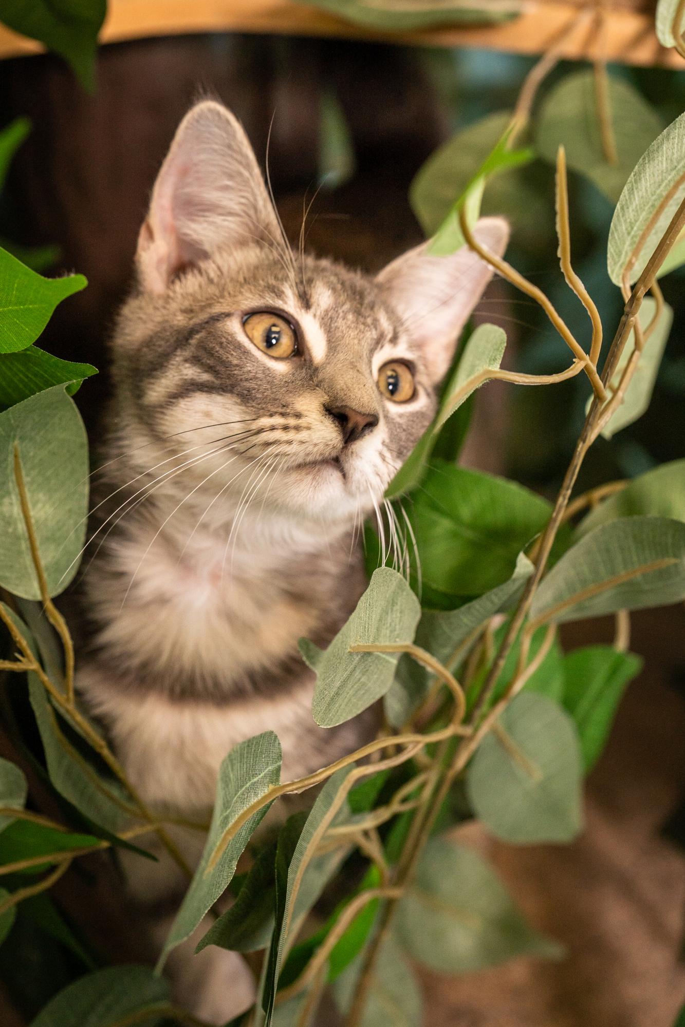 Enlarge Micah, a ADOPTABLE Domestic Short Hair in Ashland, VA image 5/5