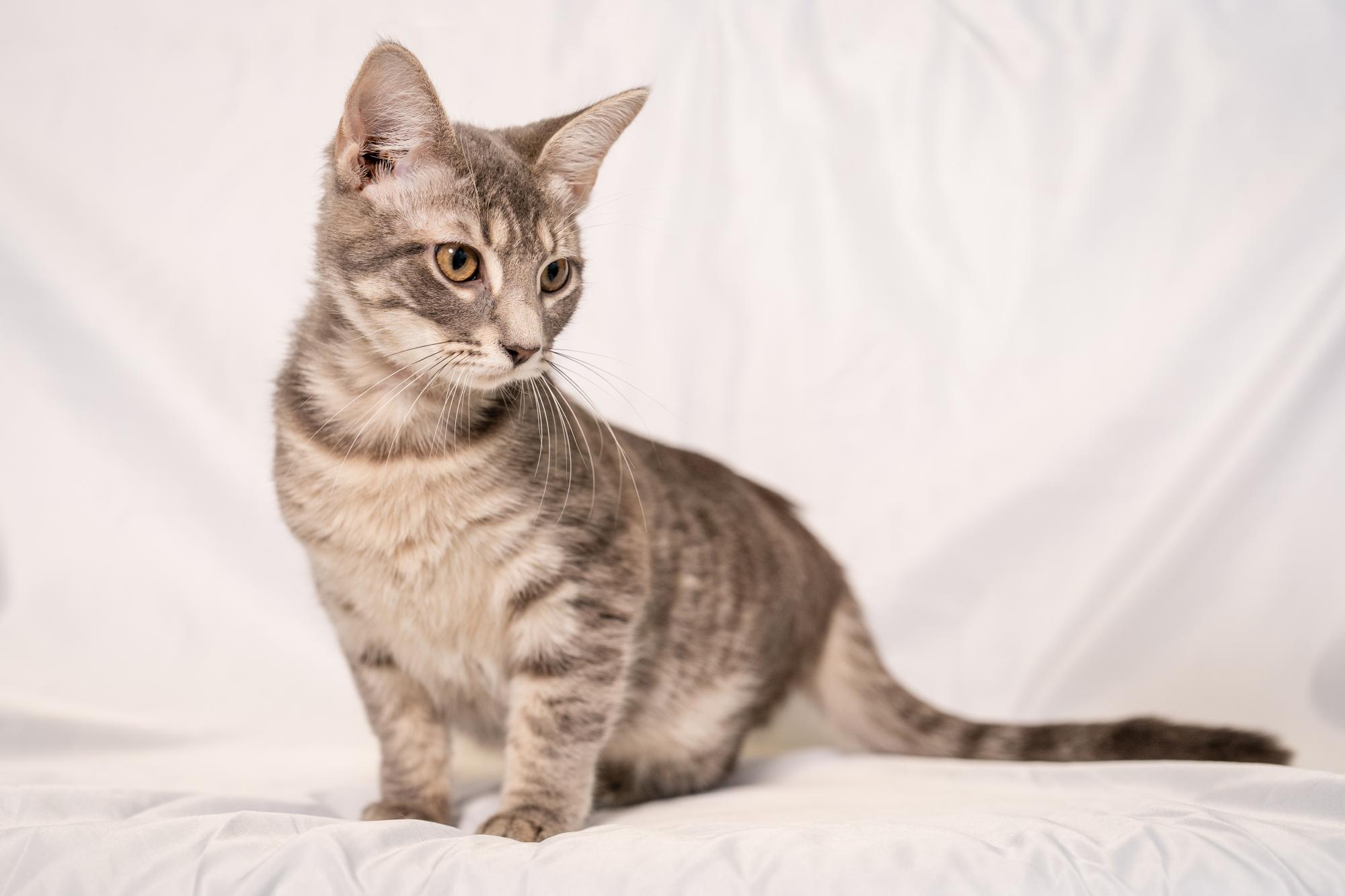 Enlarge Micah, a ADOPTABLE Domestic Short Hair in Ashland, VA image 2/5