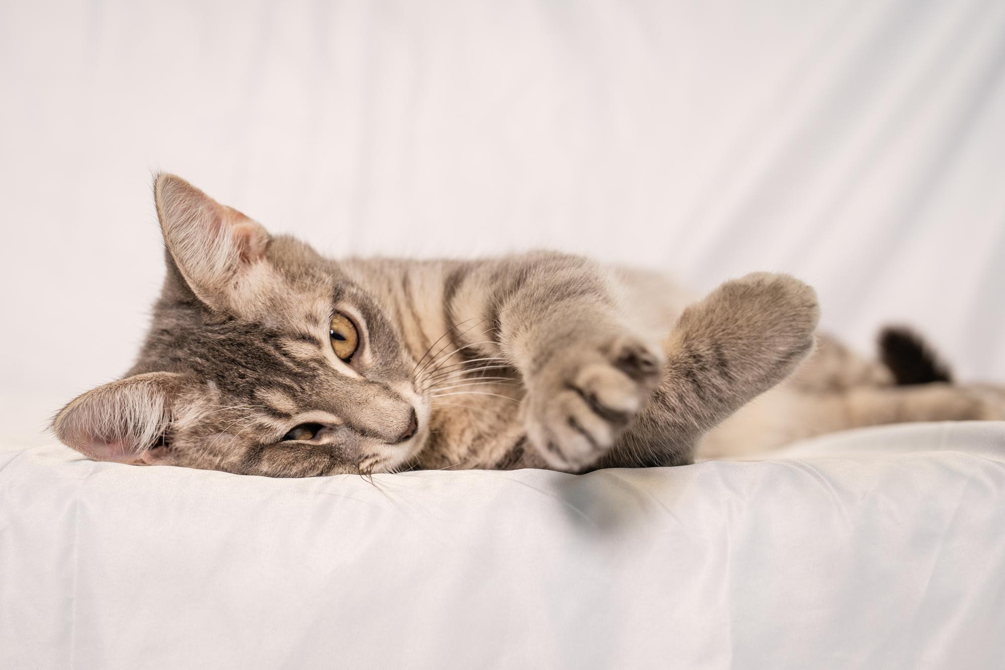 Enlarge Micah, a ADOPTABLE Domestic Short Hair in Ashland, VA image 4/5