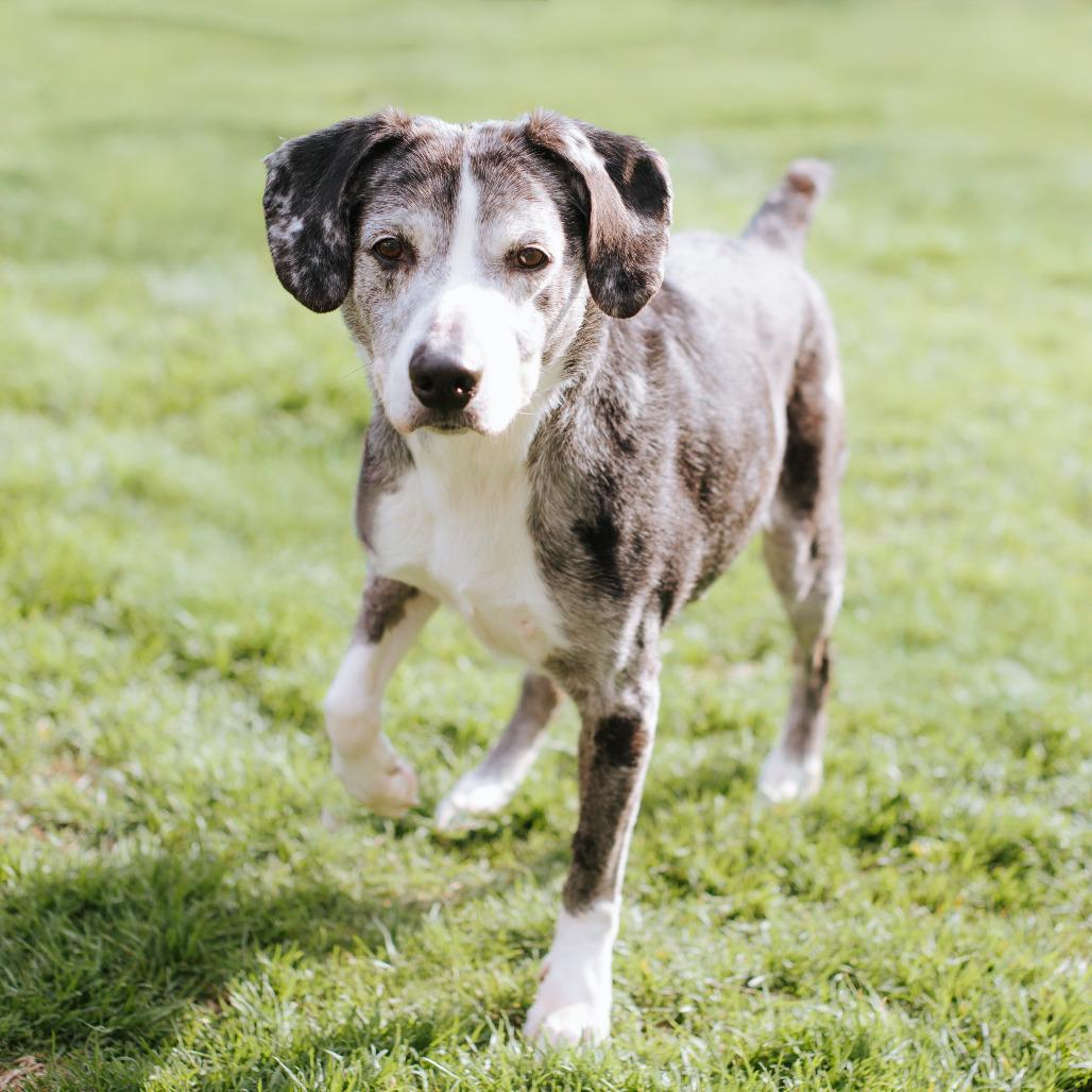 Enlarge Luke, a Adoptable Catahoula Leopard Dog in Northbrook, IL image 1/3