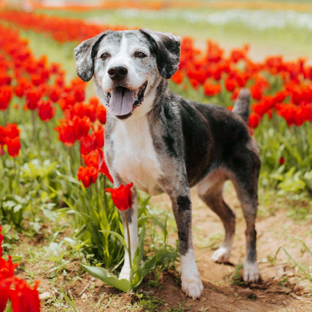 Enlarge Luke, a Adoptable Catahoula Leopard Dog in Northbrook, IL image 2/3