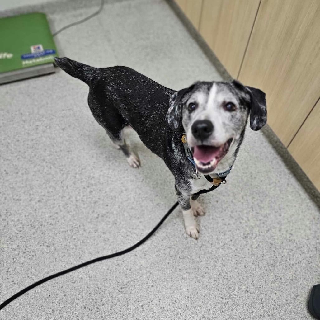 Enlarge Luke, a Adoptable Catahoula Leopard Dog in Northbrook, IL image 3/3