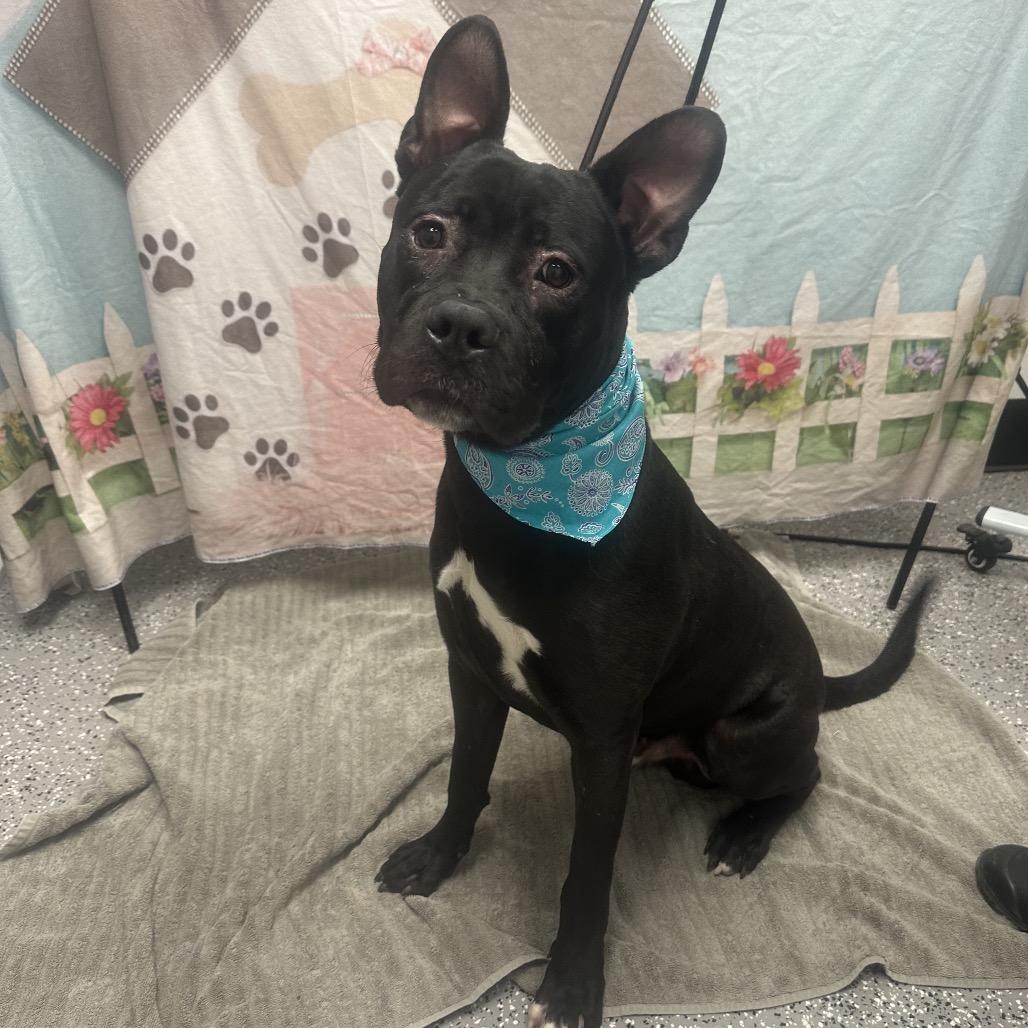 Enlarge Goober, a Adoptable mixed breed in Henderson, NV image 1/2