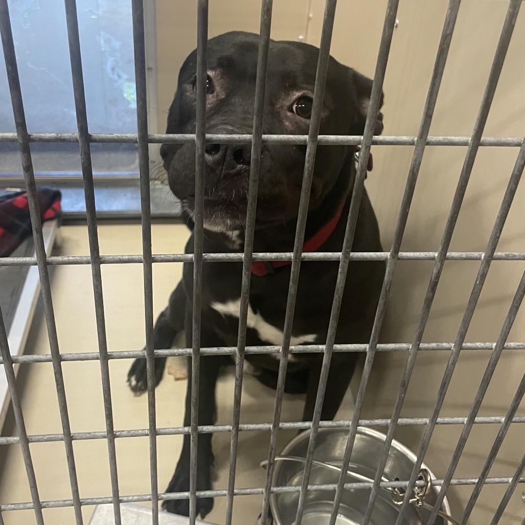 Enlarge Goober, a Adoptable mixed breed in Henderson, NV image 2/2