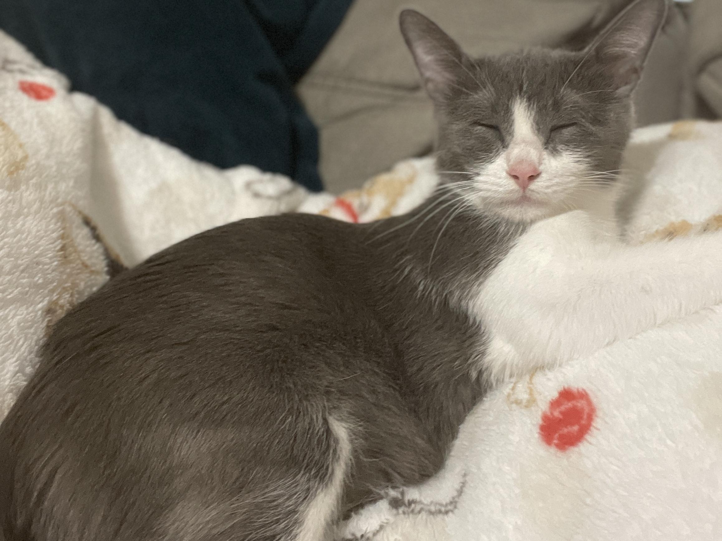 Mama Dana, a ADOPTABLE Domestic Short Hair in Bryan, TX image 4/4