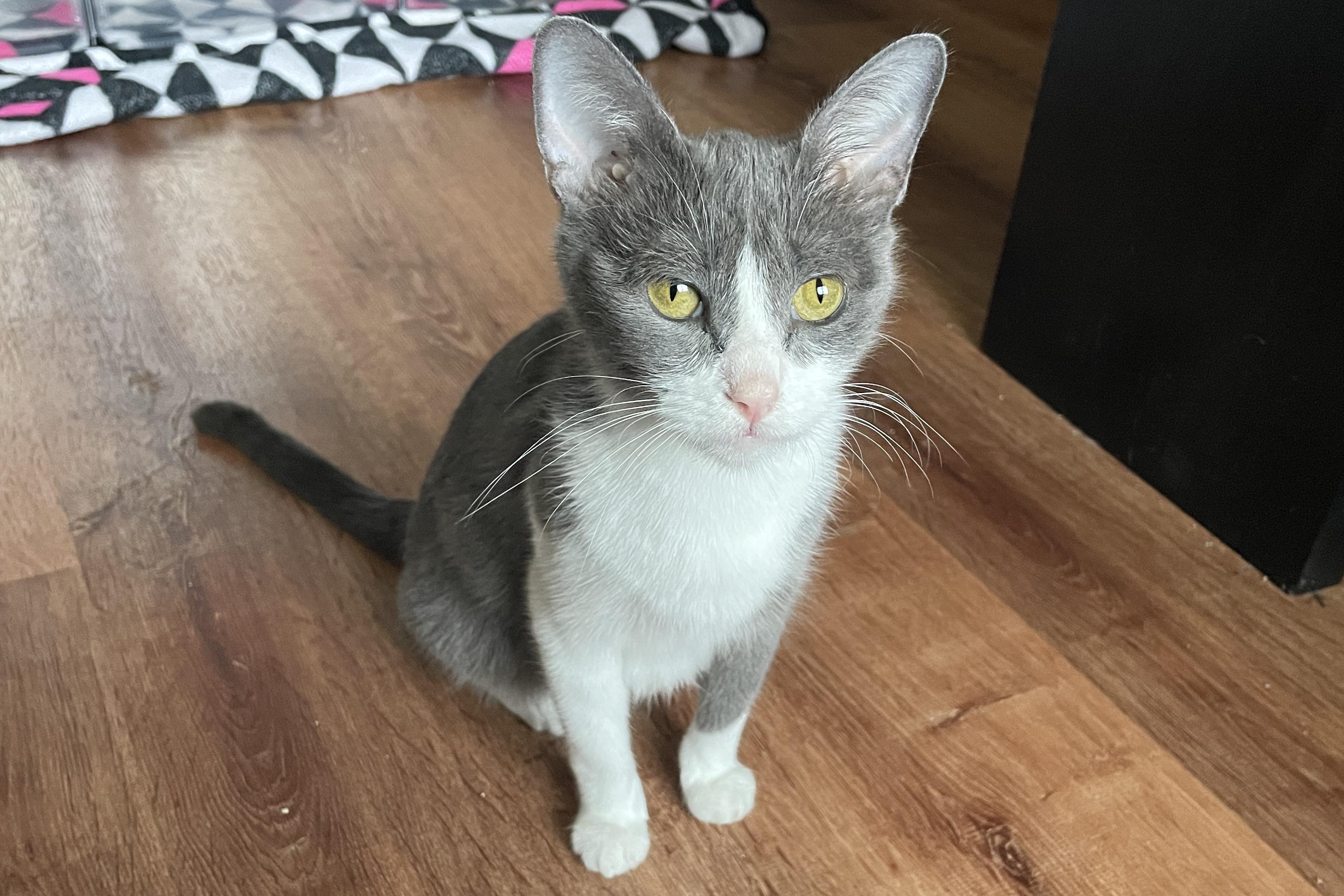 Mama Dana, ADOPTABLE, Adult Female Domestic Short Hair.