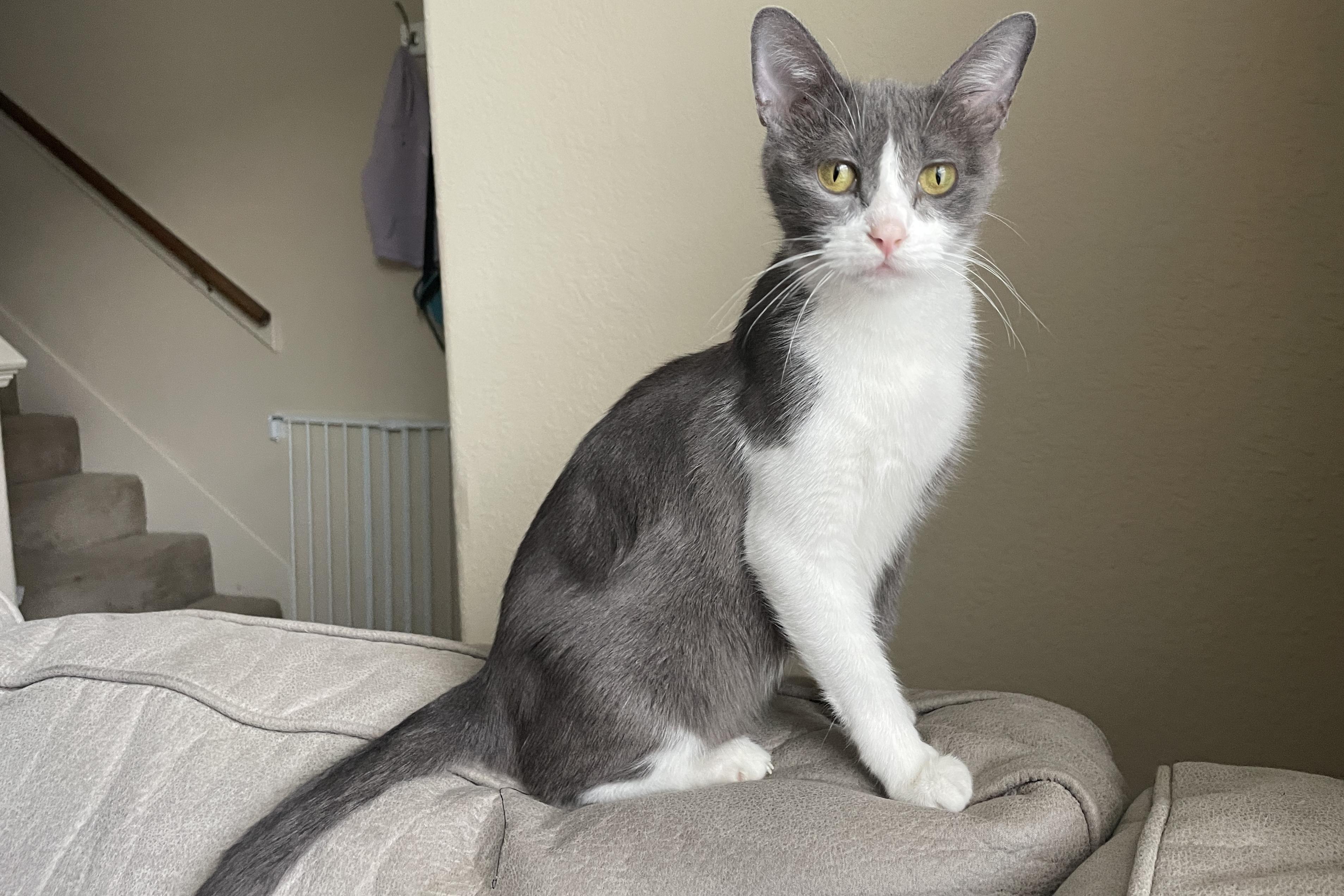 Mama Dana, a ADOPTABLE Domestic Short Hair in Bryan, TX image 2/4