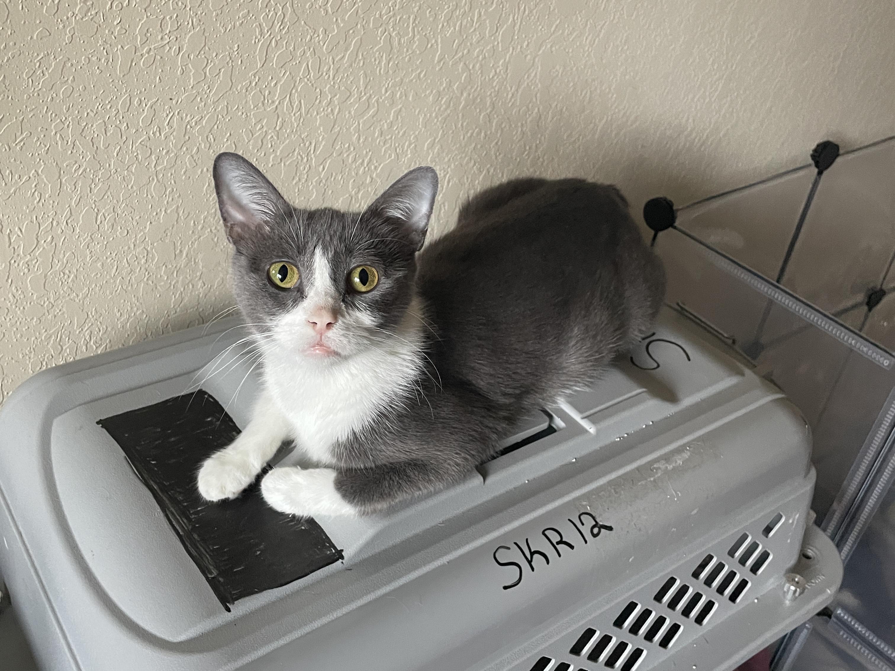 Mama Dana, a ADOPTABLE Domestic Short Hair in Bryan, TX image 3/4