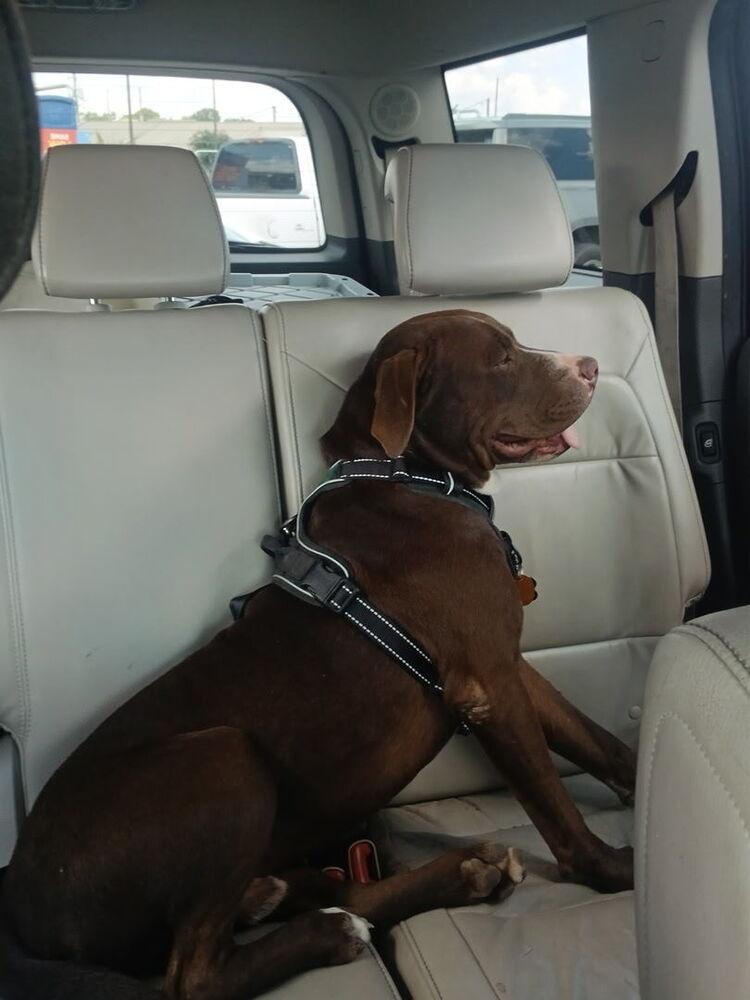 Dozer, Adoptable, Young Male Mixed Breed.