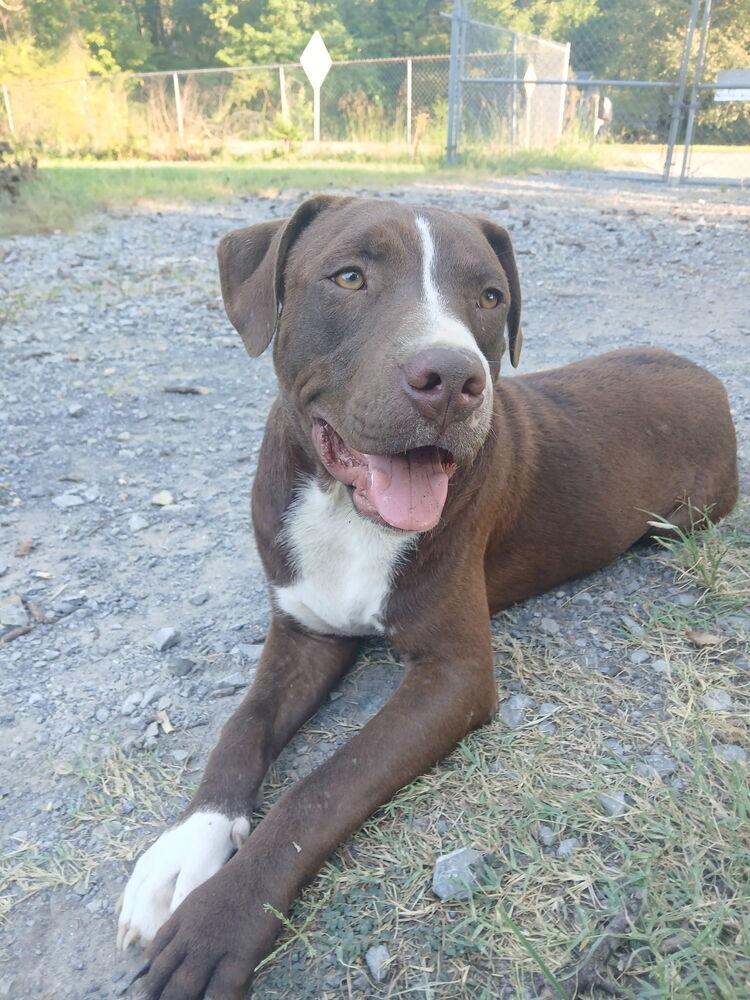 Enlarge Dozer, a Adoptable mixed breed in Chattanooga, TN image 2/2
