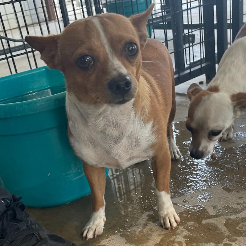 TACO BELL ( AVAILABLE 7/22/26), ADOPTABLE, Adult Male Chihuahua.