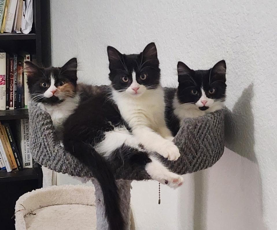 'CHIN CHIN', adopted, Kitten Male Tuxedo & Domestic Medium Hair.