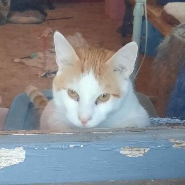 Apollo, Adoptable, Adult Male American Shorthair.