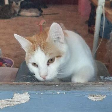 Apollo, a Adoptable American Shorthair in Yakima, WA image 2/4