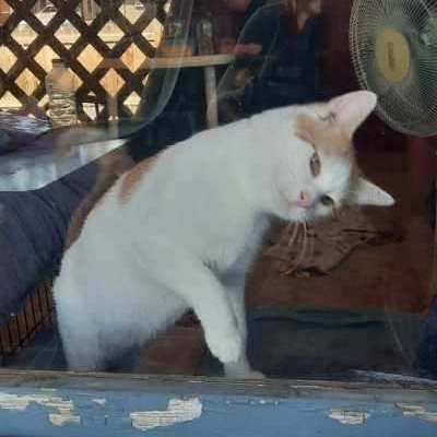 Apollo, a Adoptable American Shorthair in Yakima, WA image 3/4