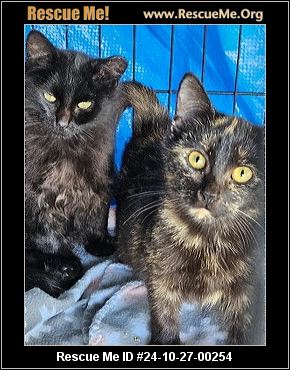 Hocus and Pocus, Adopted, Kitten Male Domestic Short Hair.