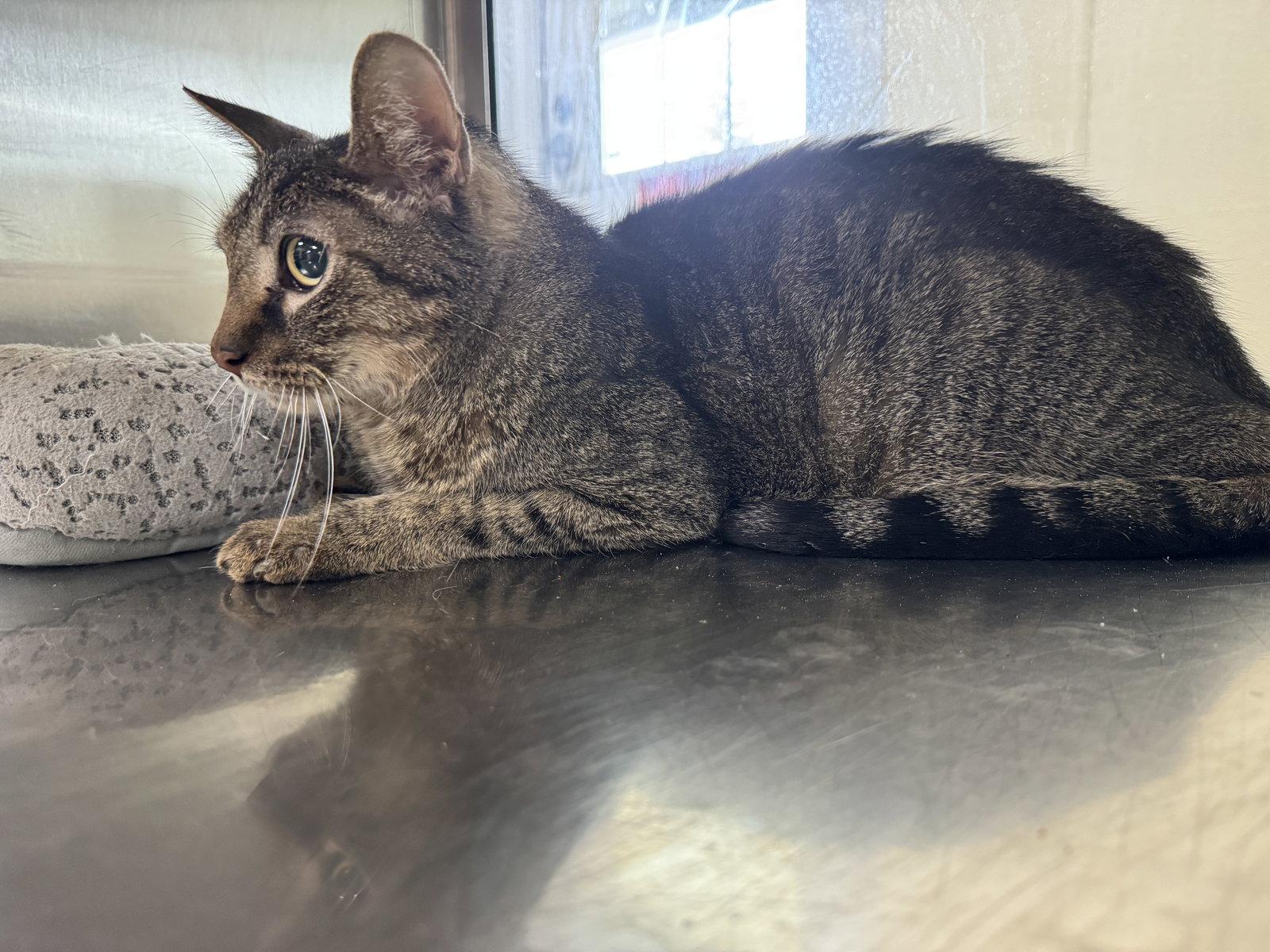 Enlarge Caspian, a Adoptable mixed breed in Austin, MN image 2/3