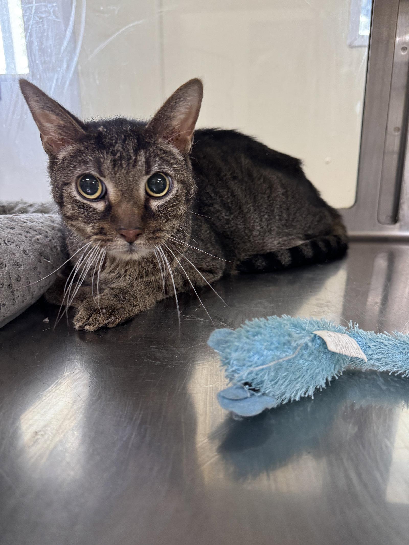 Enlarge Caspian, a Adoptable mixed breed in Austin, MN image 3/3