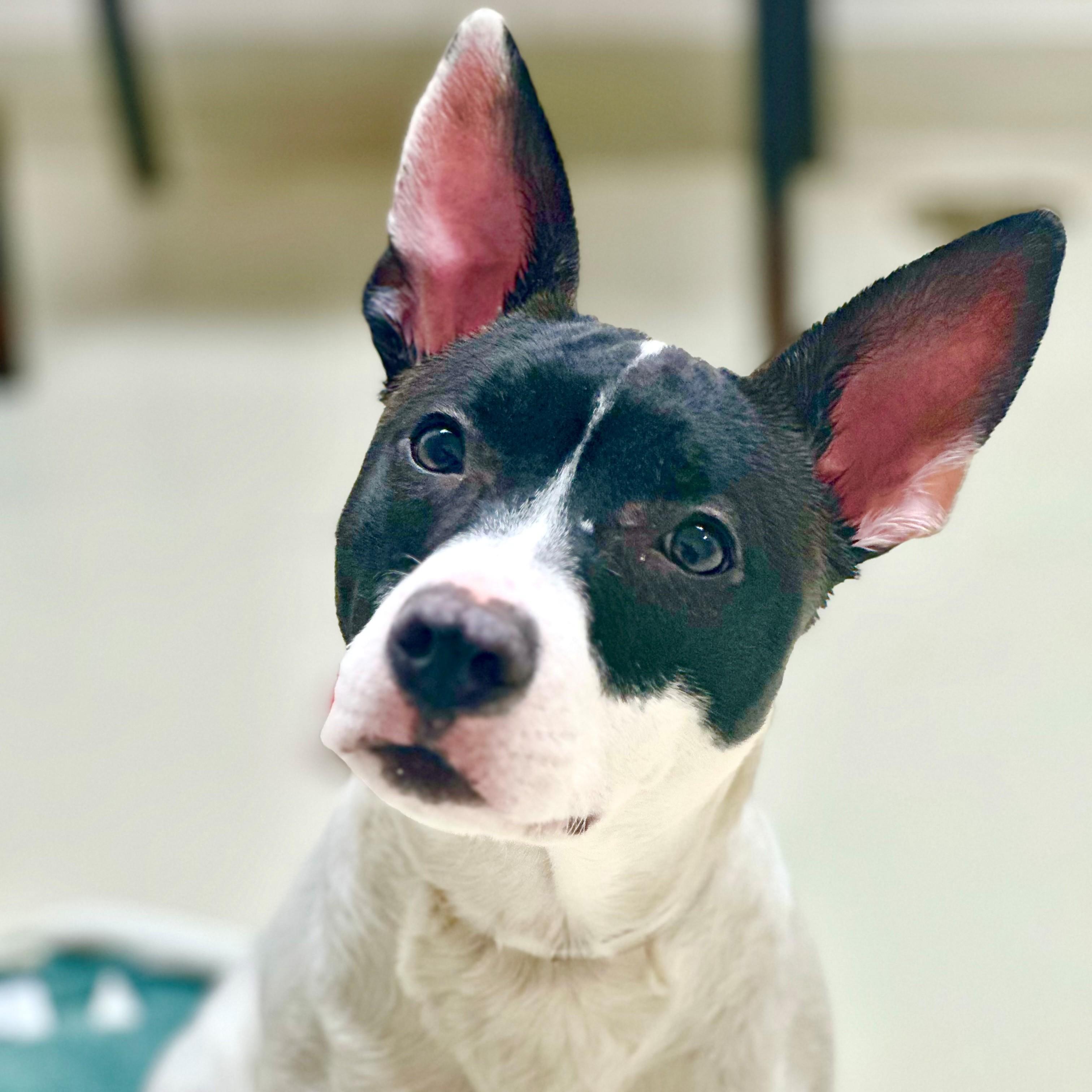 Enlarge Valentina- #50443, a ADOPTABLE mixed breed in Columbia, MD image 1/2