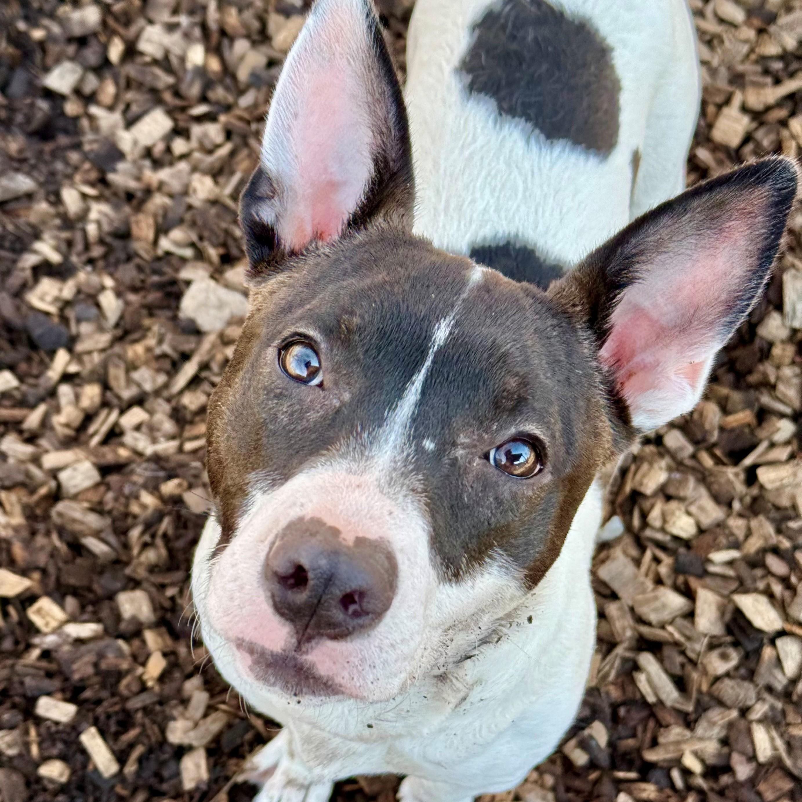 Valentina- #50443, ADOPTABLE, Young Female Pit Bull Terrier & Jack Russell Terrier.