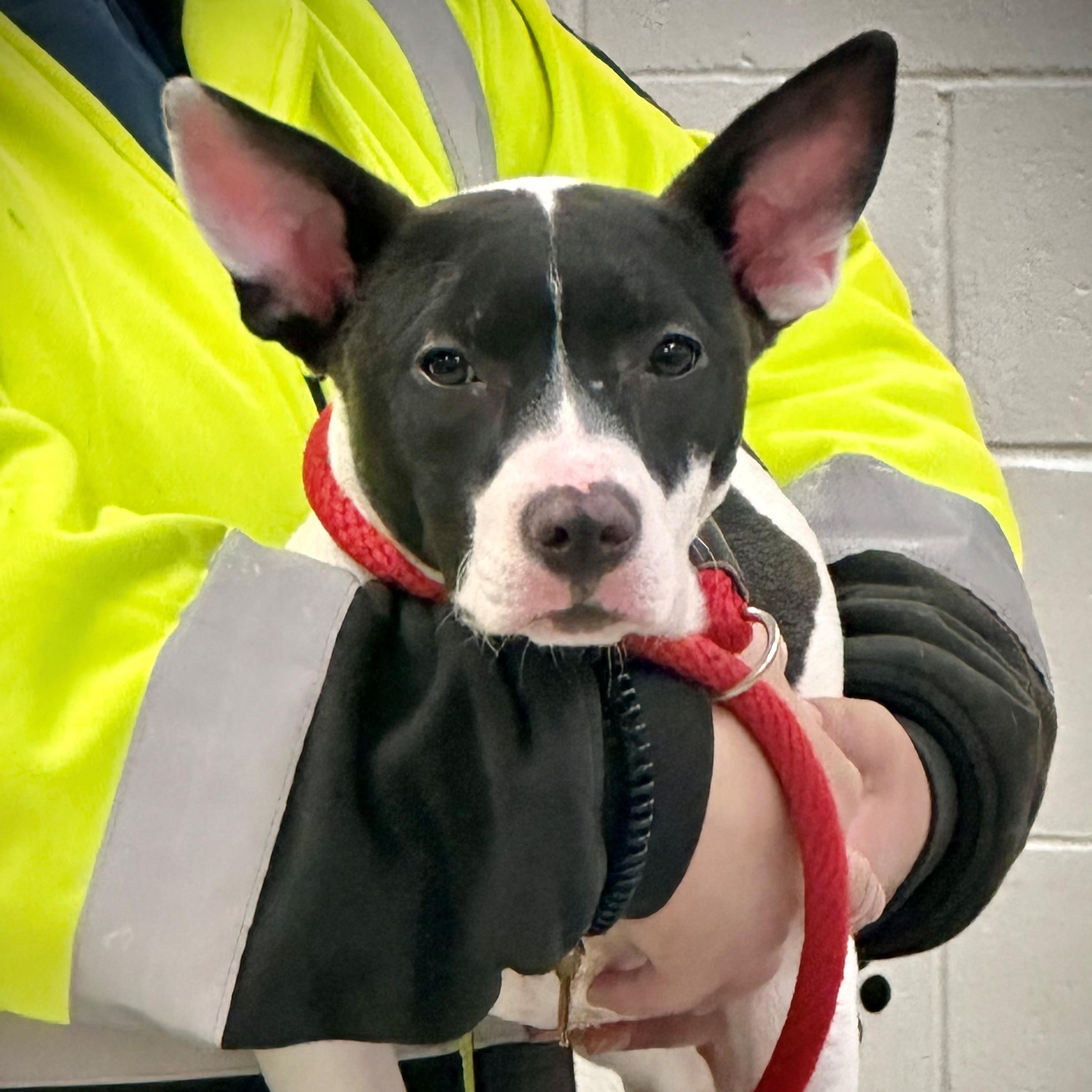 Enlarge Valentina- #50443, a ADOPTABLE mixed breed in Columbia, MD image 2/2