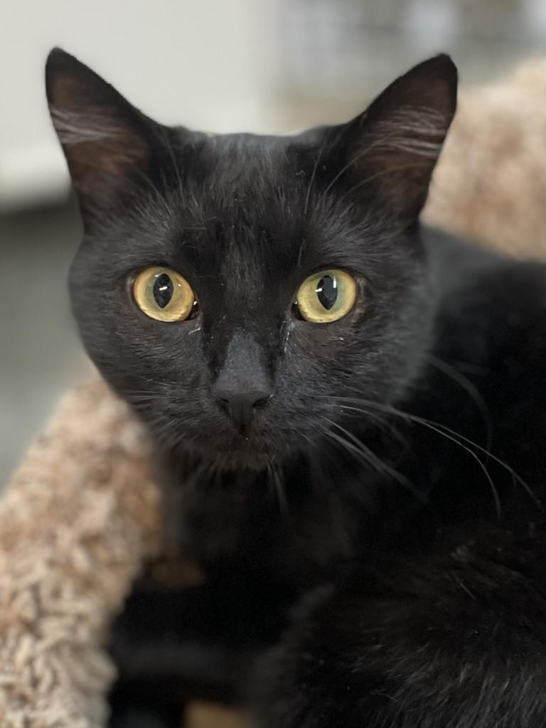 Lavender, a Adoptable mixed breed in Neosho, MO image 1/6