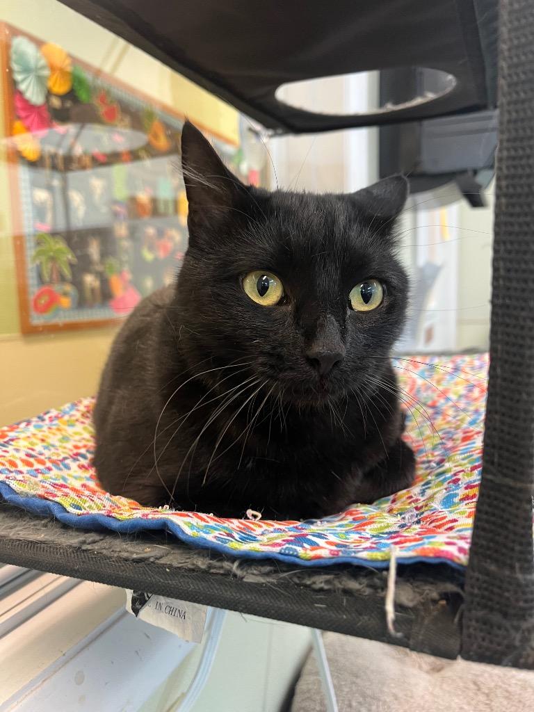 Lavender, a Adoptable mixed breed in Neosho, MO image 2/6