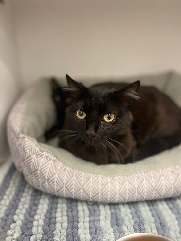 Lavender, a Adoptable mixed breed in Neosho, MO image 3/6