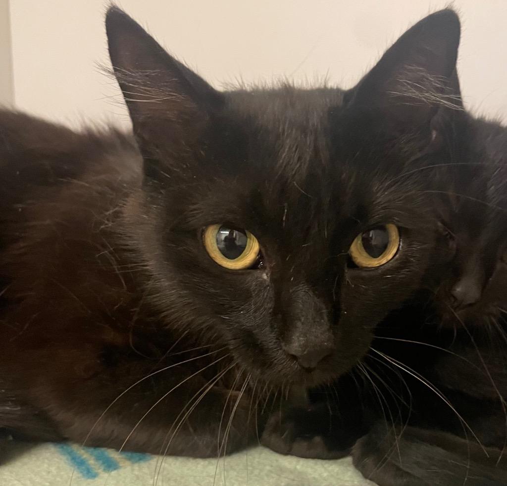 Lavender, a Adoptable mixed breed in Neosho, MO image 4/6