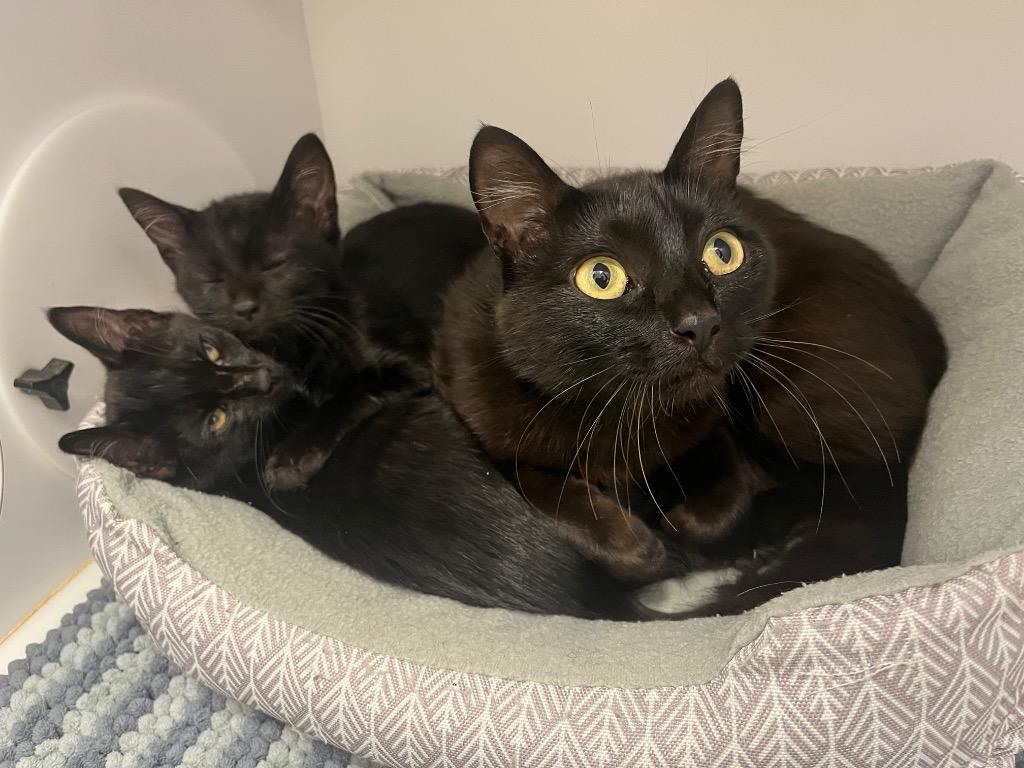 Lavender, a Adoptable mixed breed in Neosho, MO image 5/6