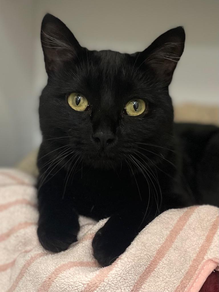 Lavender, a Adoptable mixed breed in Neosho, MO image 6/6