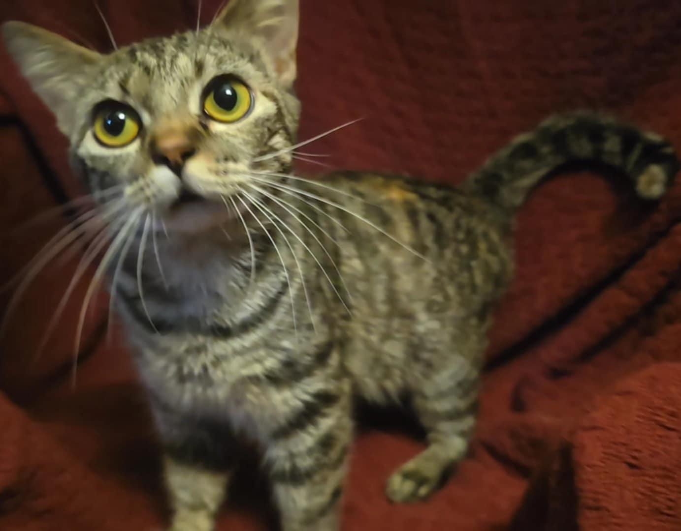 Mariah, Adopted, Young Female Munchkin.