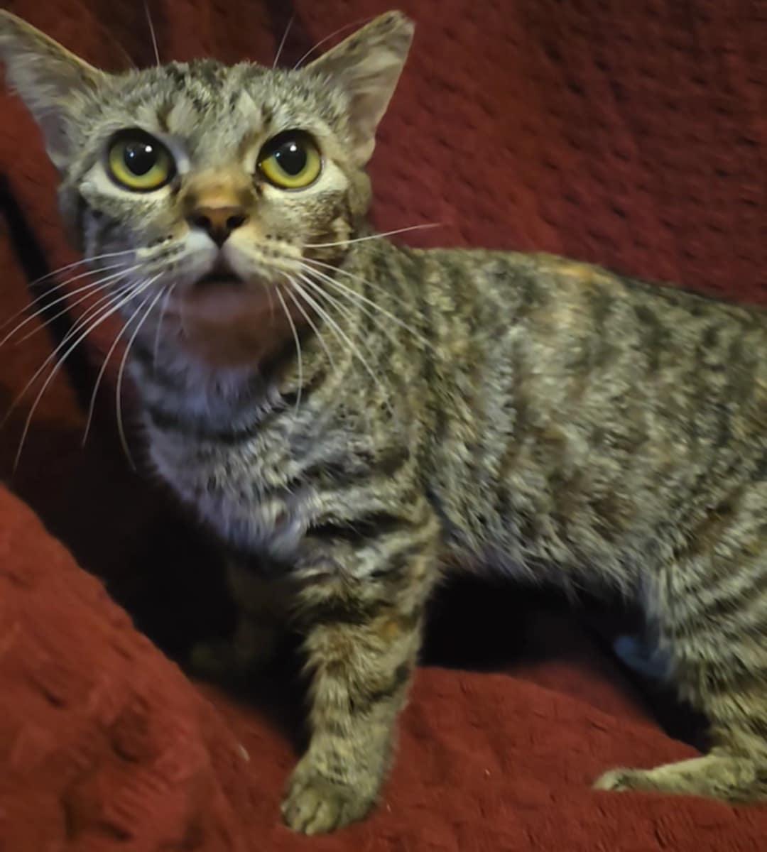 Enlarge Mariah, a Adopted Munchkin in Claridge, PA image 2/3