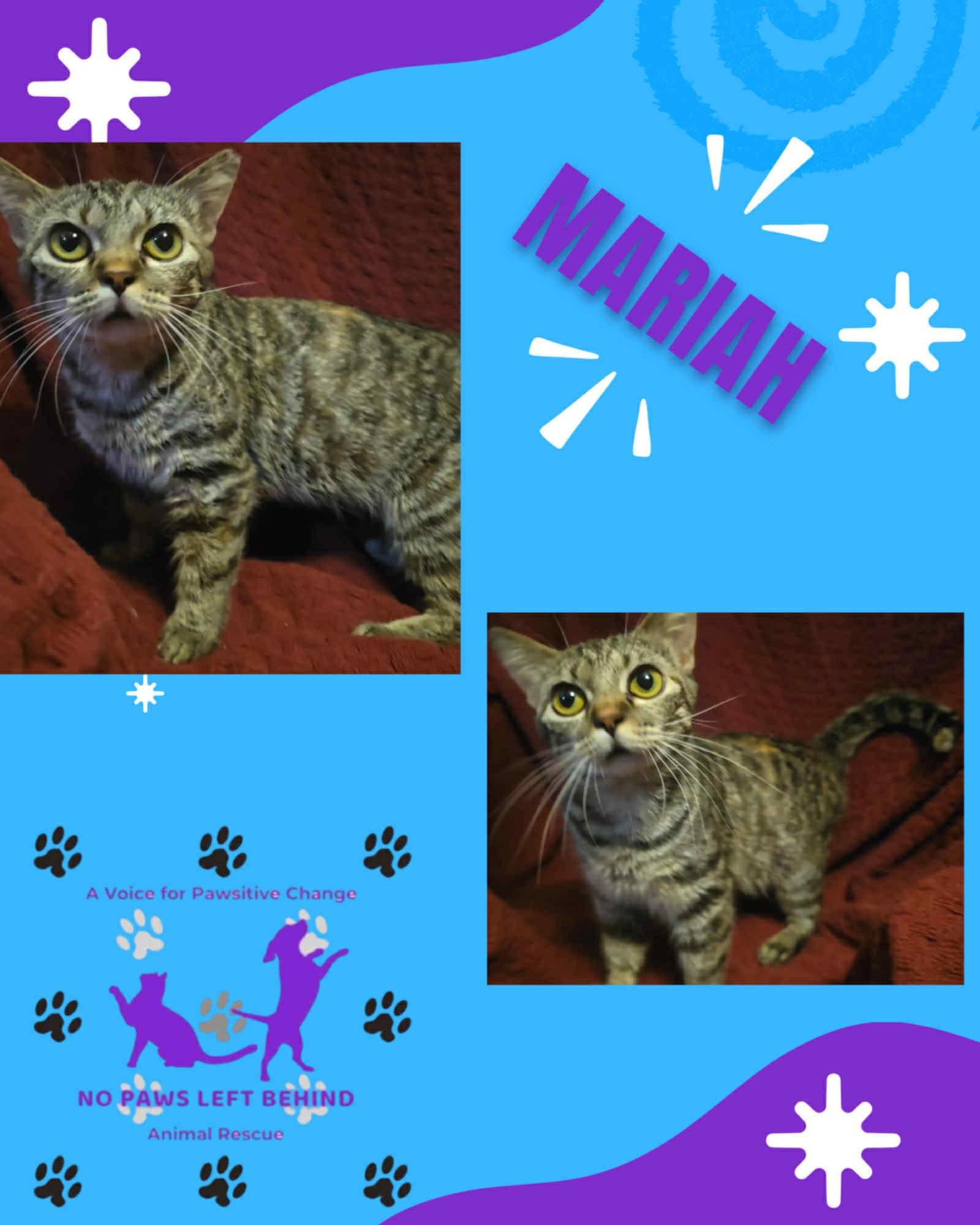 Enlarge Mariah, a Adopted Munchkin in Claridge, PA image 3/3