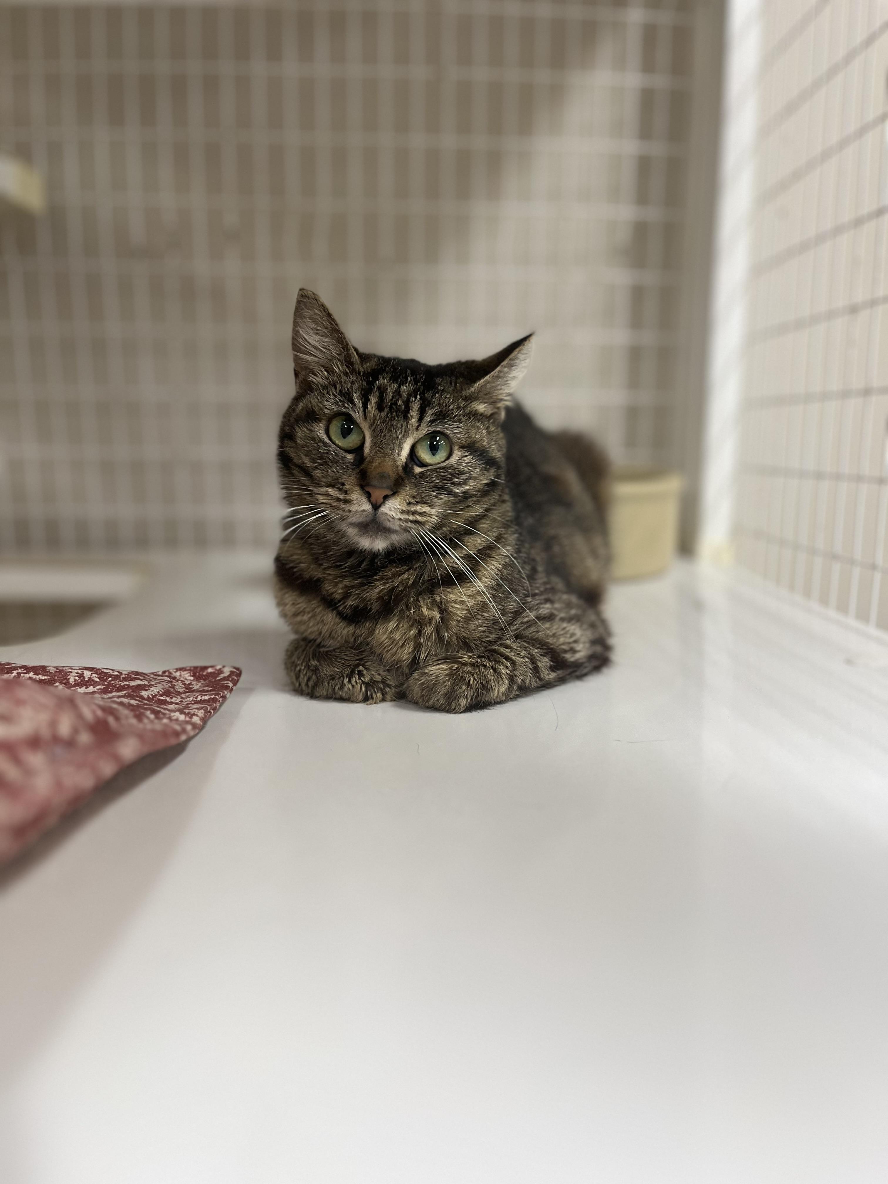 Faye, a Adoptable mixed breed in Toledo, OH image 2/2