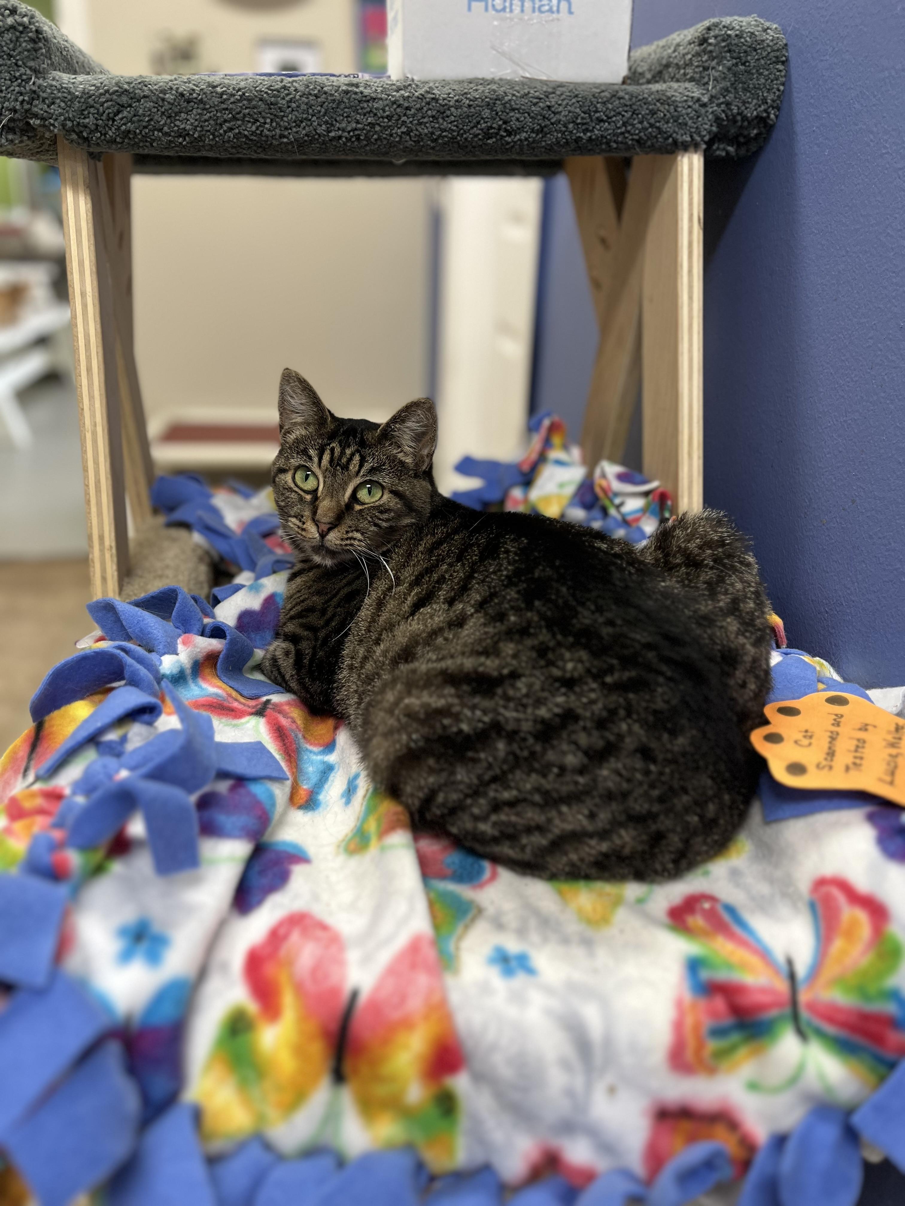 Faye, Adoptable, Adult Female Domestic Short Hair.