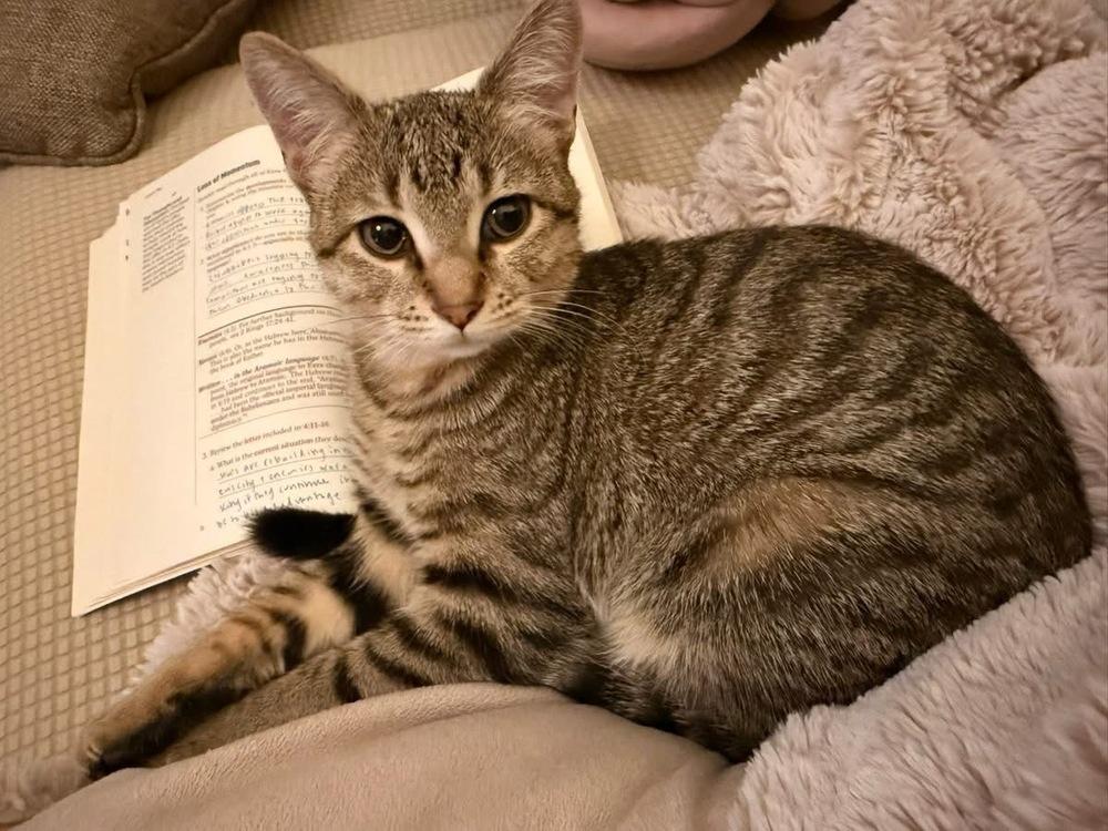 Tamar, Adoptable, Kitten Female Domestic Short Hair & Tabby.