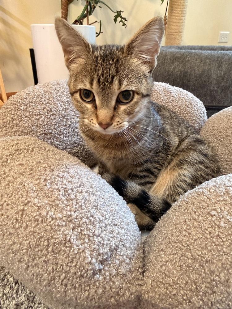 Enlarge Tamar, a Adoptable mixed breed in Poplar Grove, IL image 2/6