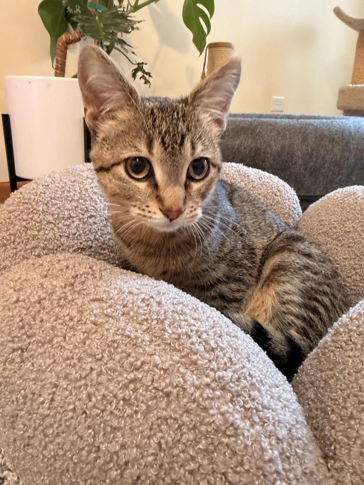 Enlarge Tamar, a Adoptable mixed breed in Poplar Grove, IL image 3/6