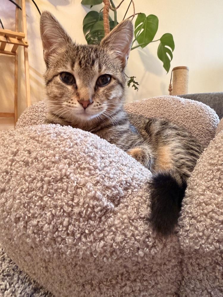 Enlarge Tamar, a Adoptable mixed breed in Poplar Grove, IL image 4/6