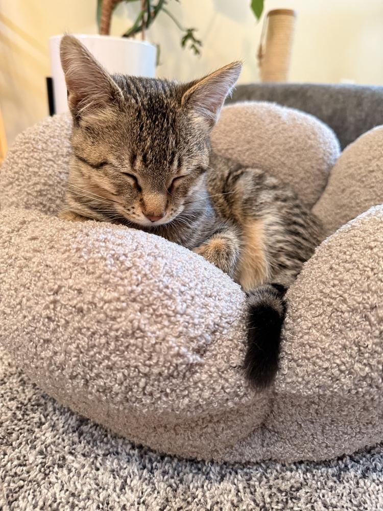 Enlarge Tamar, a Adoptable mixed breed in Poplar Grove, IL image 6/6