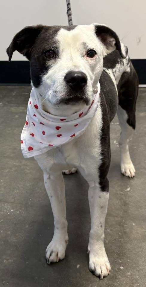 Enlarge Aimae, a ADOPTABLE mixed breed in Milner, GA image 4/4