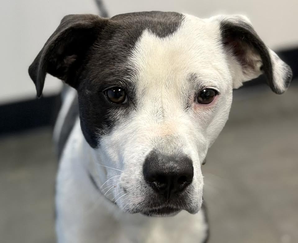 Enlarge Aimae, a ADOPTABLE mixed breed in Milner, GA image 3/4