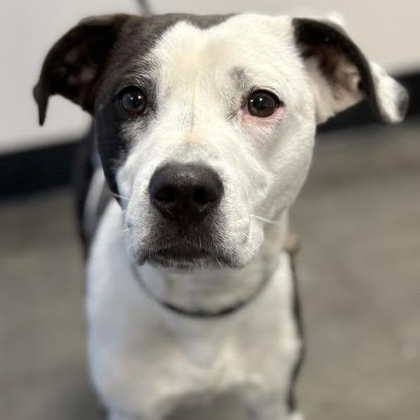 Aimae, ADOPTABLE, Young Female Australian Shepherd & Terrier.