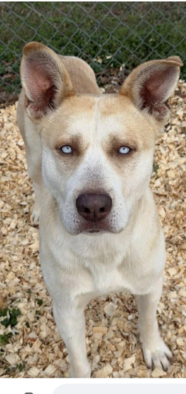 Enlarge Rowan, a ADOPTABLE Mixed Breed in Fairfield, NJ image 1/4