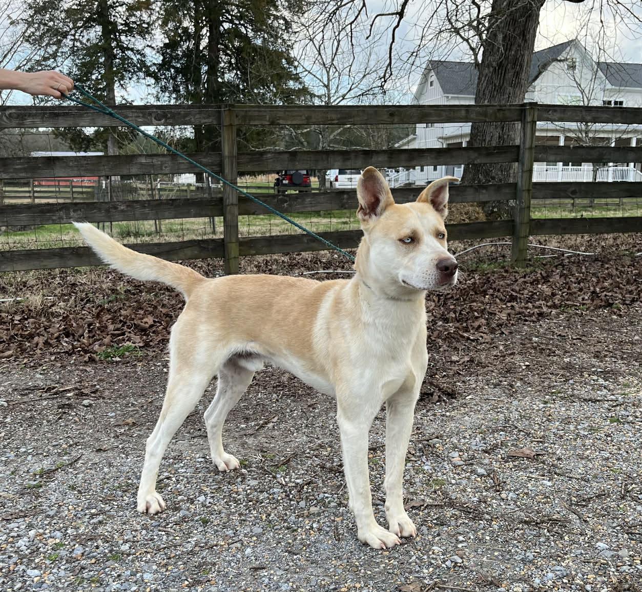 Enlarge Rowan, a ADOPTABLE Mixed Breed in Fairfield, NJ image 2/4