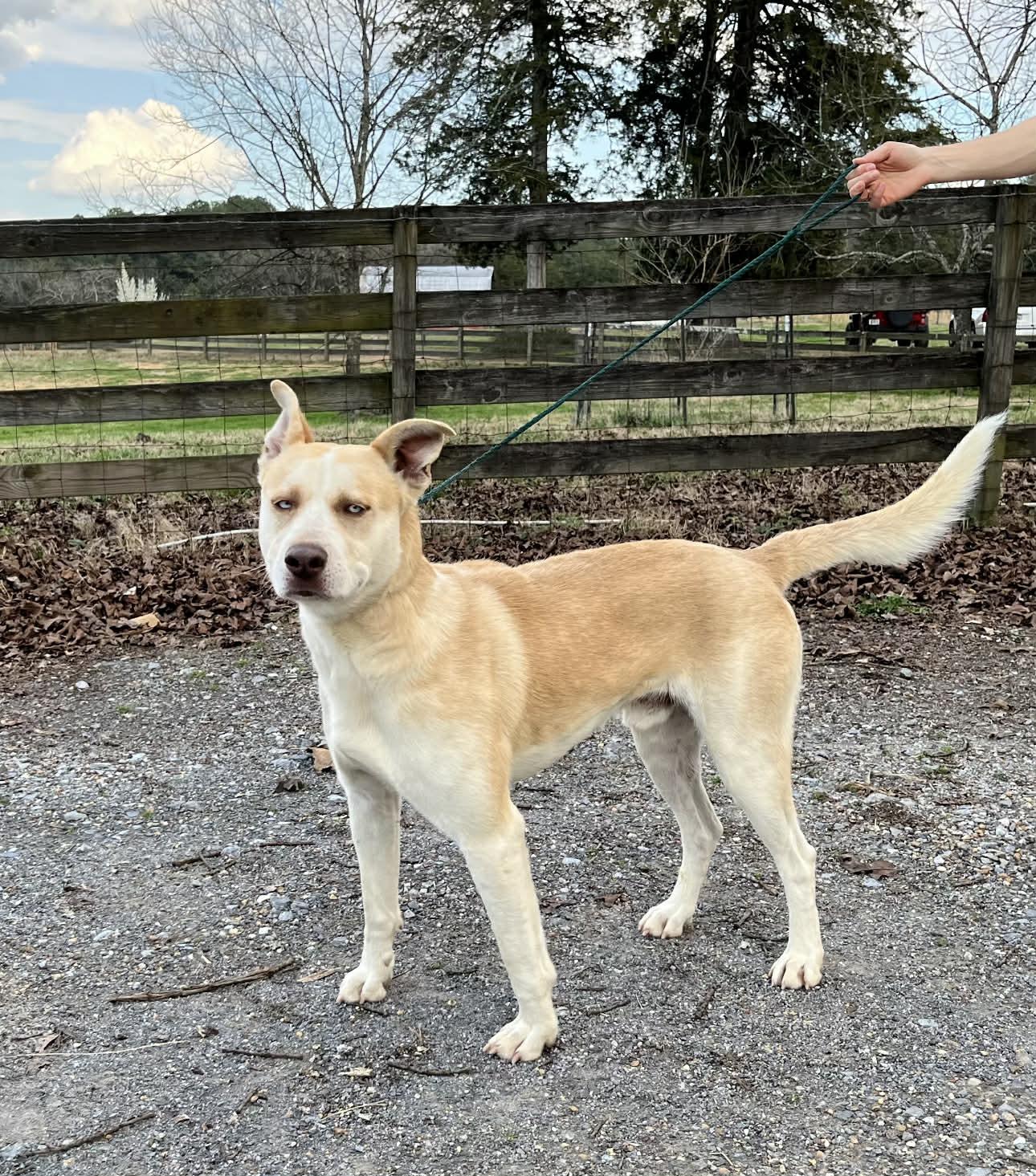 Enlarge Rowan, a ADOPTABLE Mixed Breed in Fairfield, NJ image 3/4