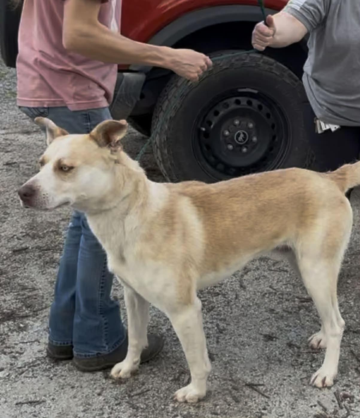 Enlarge Rowan, a ADOPTABLE Mixed Breed in Fairfield, NJ image 4/4