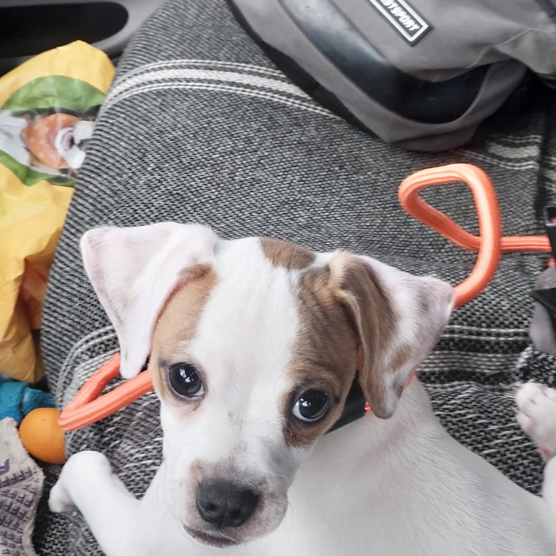 TAZ, ADOPTABLE, Puppy Male Chihuahua.